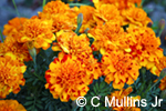 image of marigolds