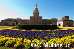 Texas State Capitol, northside, spring flowers